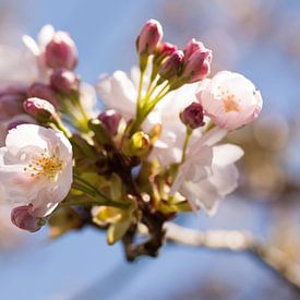 Spring blossom by Ada Zyborowicz
