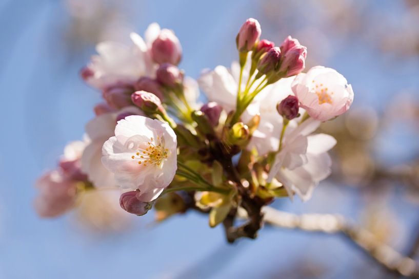 Frühlingsblüte von Ada Zyborowicz