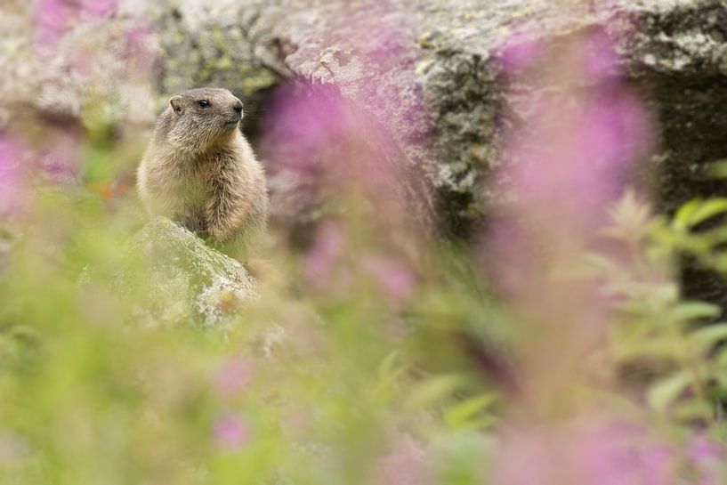 Marmot par Elles Rijsdijk