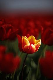 Bollenroute Goeree-Overflakke