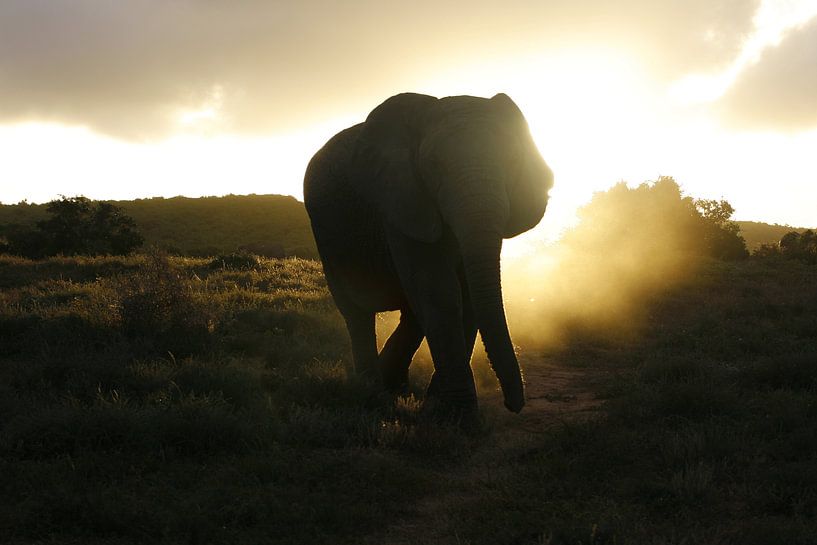 Olifant Silhouet  by Erik van Leyden