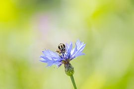 Korenbloem - "Oogjes op Steeltjes"