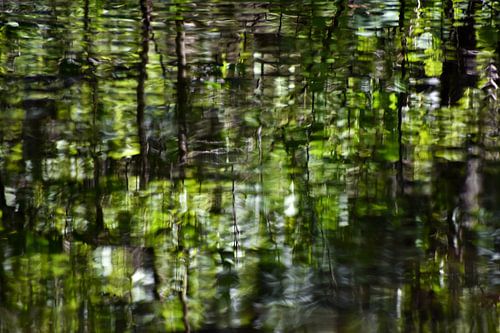 Mountain forest at Frillensee brook