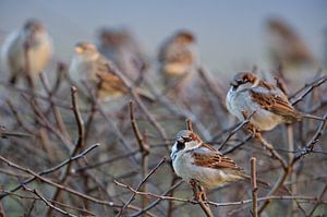 in Nachbar's Hecke... Haussperlinge *Passer domesticus*, Spatzen von wunderbare Erde