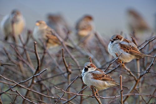 dans la haie du voisin... Moineaux domestiques *Passer domesticus*, moineaux