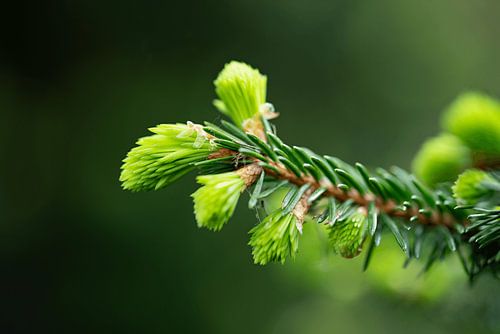 Detail of conifer
