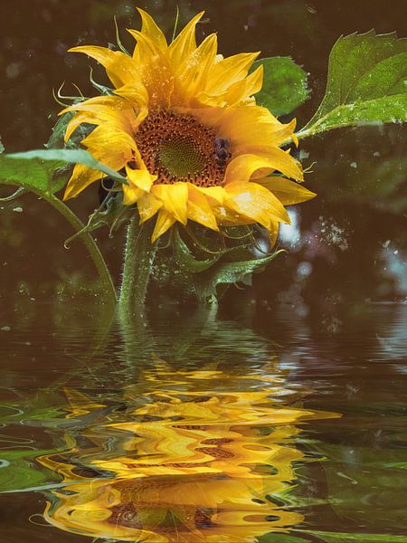 Sunflower oil by Christine Nöhmeier