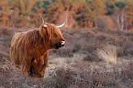 Schottischer Highlander auf der Heide von Danielle Bosschaart Miniaturansicht