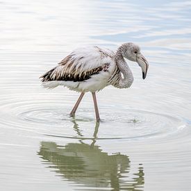 Young flamingo at the water's edge by Paula Ketz