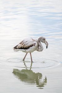 Junger Flamingo am Rande des Wassers