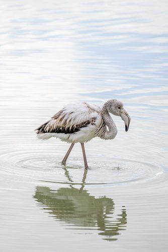 Jonge flamingo aan het water