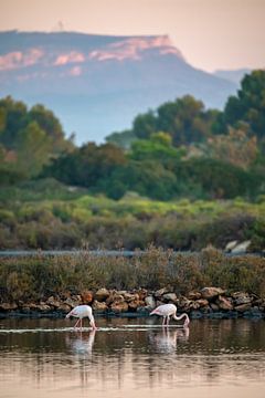 Flamingos in Mallorca by t.ART