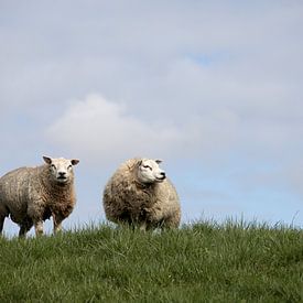 Two texel sheep on a dike with pile clouds by W J Kok