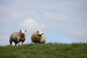 Zwei Texelschafe auf einem Deich mit Haufenwolken