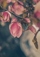Magnolia bloesem