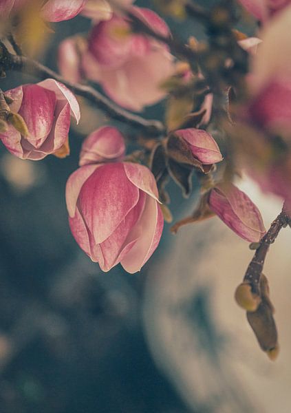 Fleur de magnolia par tim eshuis