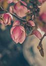 Fleur de magnolia par tim eshuis Aperçu