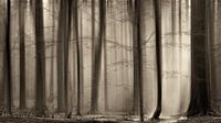 The Cloaking Woods van Lars van de Goor thumbnail