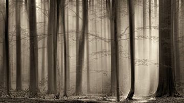 Der transparente Wald von Lars van de Goor