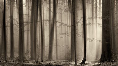 Der transparente Wald