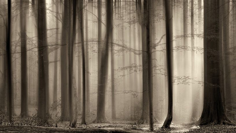 Les bois d'occultation par Lars van de Goor