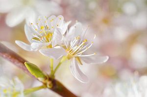 Printemps sur Violetta Honkisz