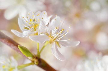 Frühling von Violetta Honkisz