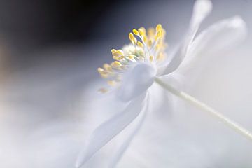 Wood anemone by Paula van den Akker