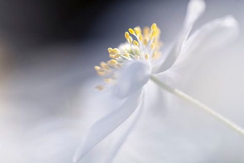 Buschwindröschen von Paula van den Akker