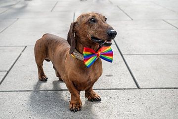 CSD hond 2 | Teckel met regenboogstrikje in Frankfurt van Flatfield