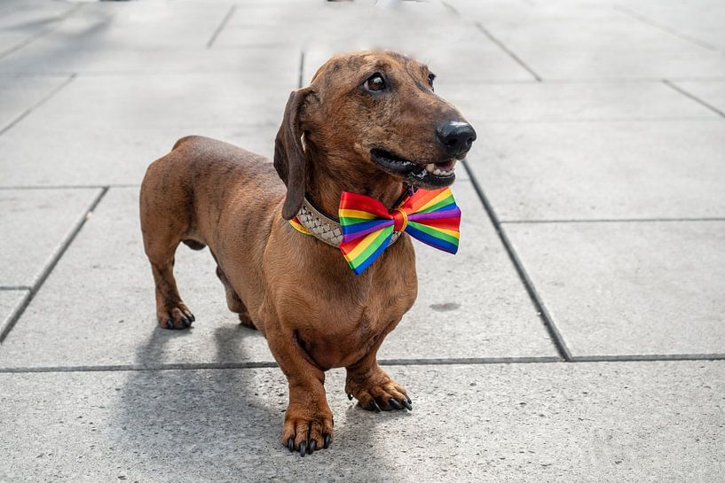CSD-Hund 2 | Dackel mit Regenbogen-Fliege in Frankfurt von Flatfield
