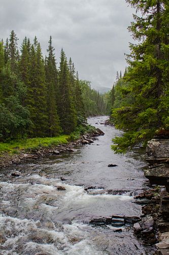 River through the pine forests