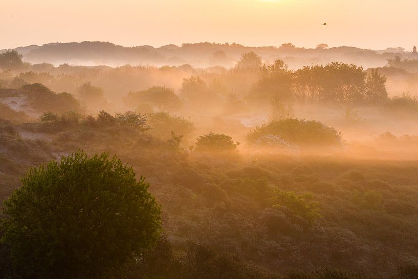 Dunes in the fog at sunrise by Menno van Duijn