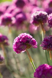 Roze bloemen in de ochtendzon