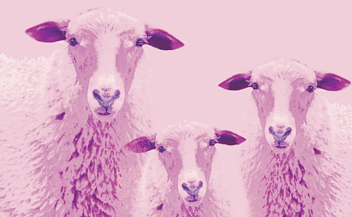 Sheep vun Diek - Schafe vom Elbdeich 