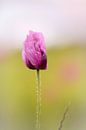 Blaumohn von Sabine Böke-Bergau Miniaturansicht