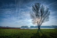 Boom in winter seizoen bij Geestmerambacht in Tegenlicht Nederland