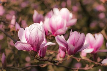 Magnolia bokeh van Dieter Walther
