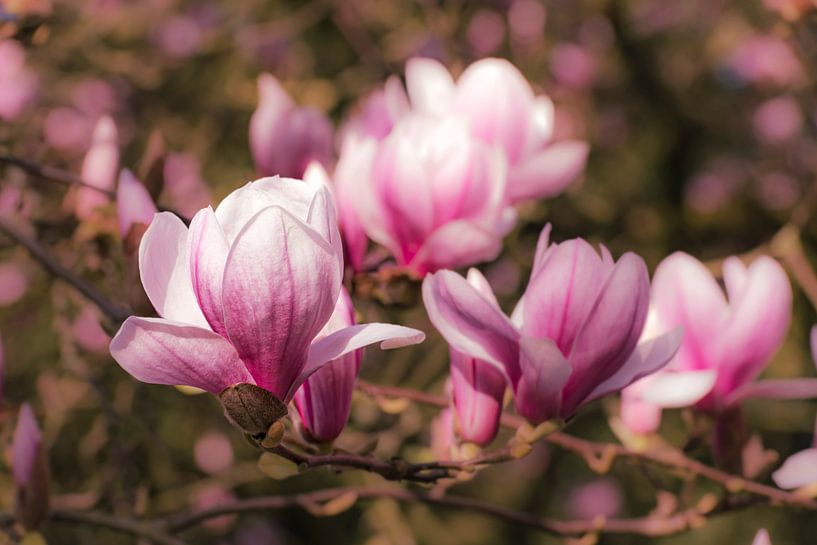 Magnolia Bokeh par Dieter Walther