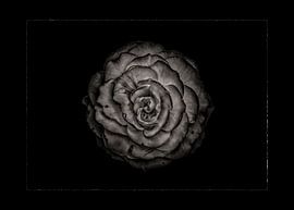 Backyard Flowers In Black And White 85 with Border by The Learning Curve Photography