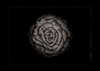 Backyard Flowers In Black And White 85 with Border