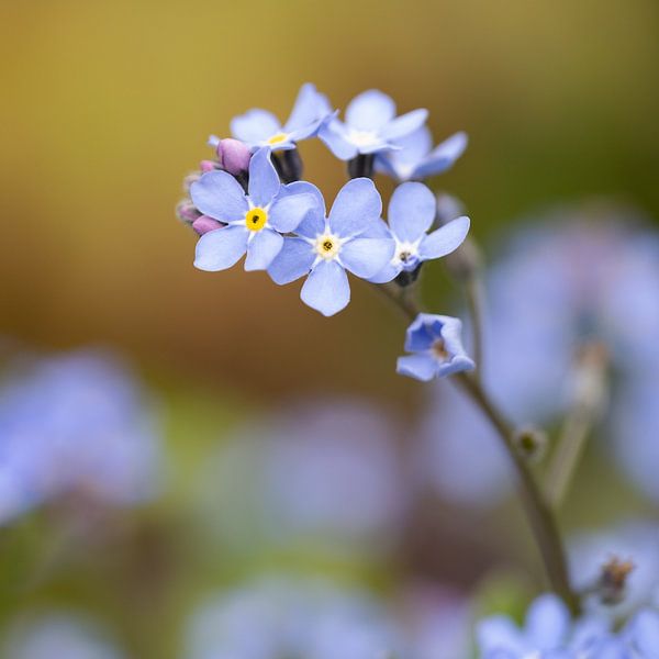 Forget-me-not van Gerda Hoogerwerf