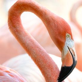 Dansende flamingo hoofden van Christa Krus