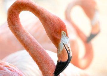 Dancing flamingo heads by Christa Thieme-Krus