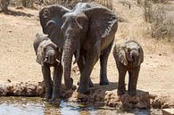 Trinkende Elefanten in der afrikanischen Steppe von 2BHAPPY4EVER photography & art Miniaturansicht