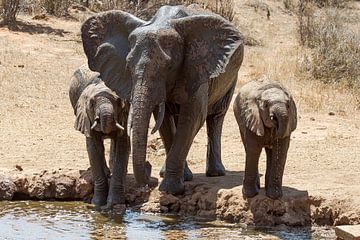 Drinkende olifanten op de Afrikaanse vlaktes