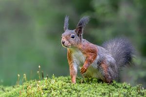 Neugieriges Eichhörnchen im Wald.