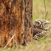 Little owl, peekaboo by Tanja van Beuningen