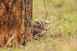 Kleine Eule, Kuckuckskind von Tanja van Beuningen