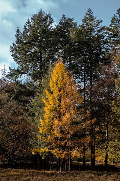 Mélèze doré en automne, Gieten par Fenna Duin-Huizing